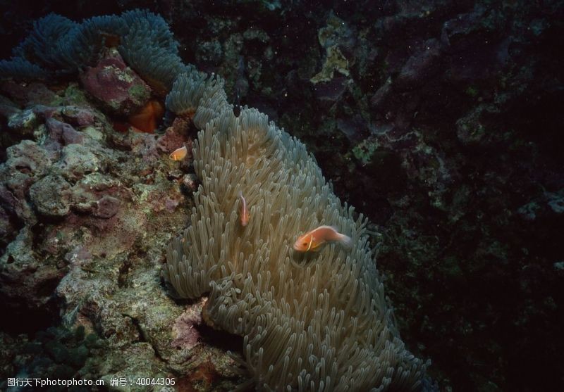 深水鱼海底世界游弋的鱼群图片