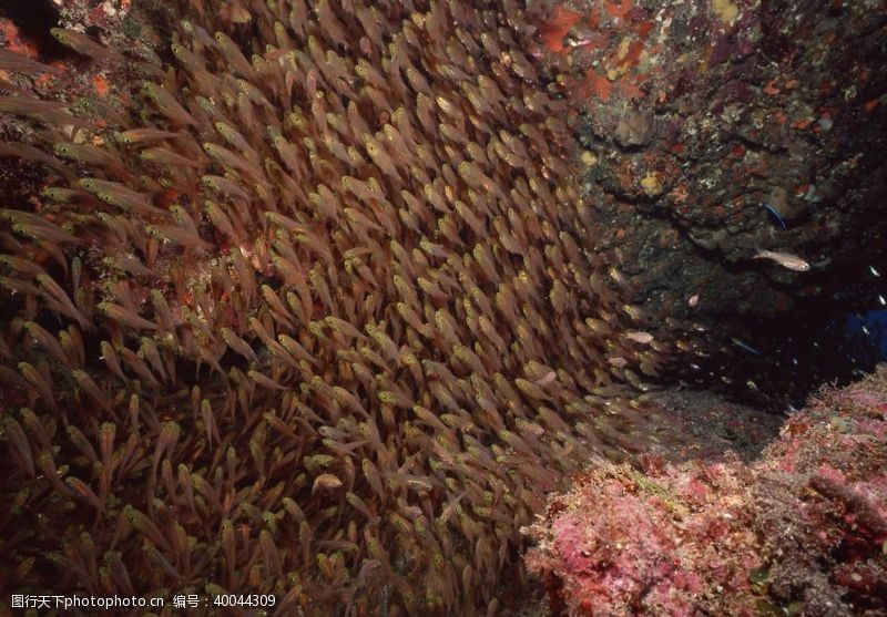 深水鱼海底世界游弋的鱼群图片