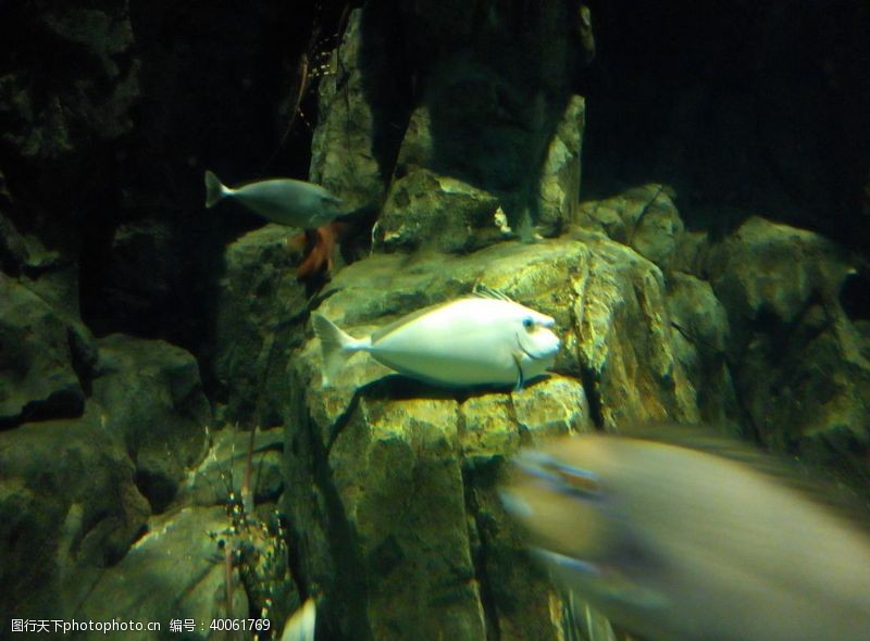生动海鱼图片