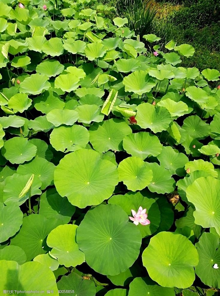 河塘荷花图片