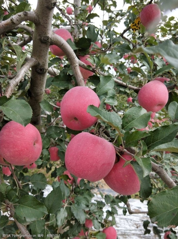 苹果树红富士图片
