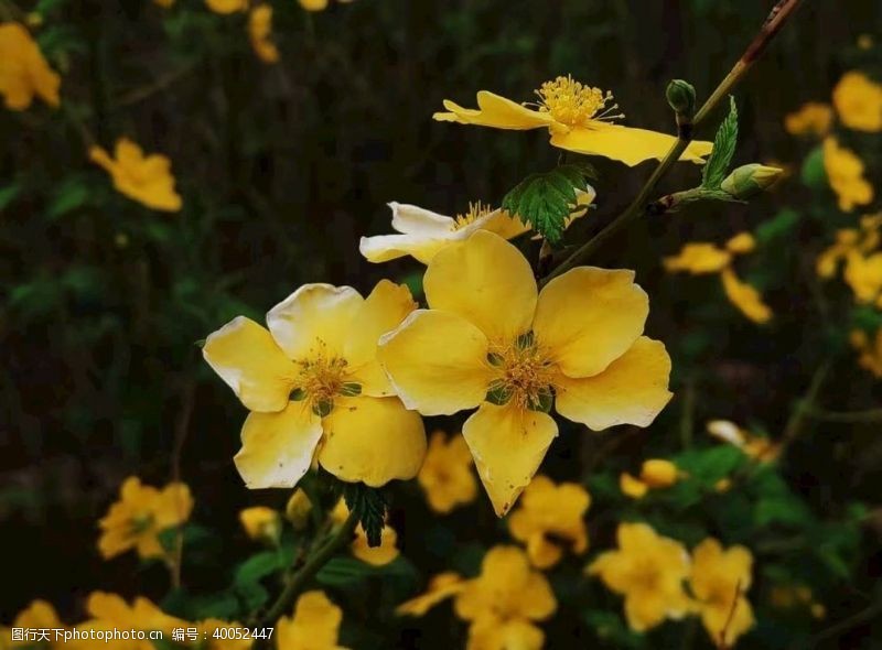 黄色花朵花朵图片