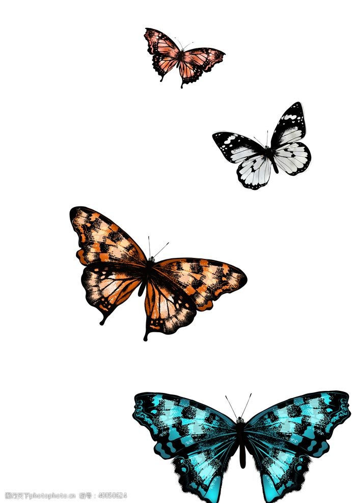 本案蝴蝶昆虫T恤图案排版设计图片