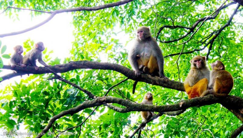 高清晰图片素材景区树上猴子图片