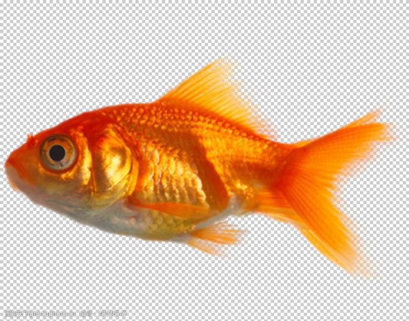 png透明底金鱼图片