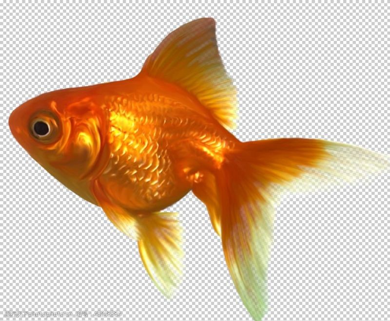 鱼类金鱼图片