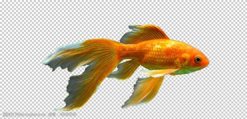 透明金鱼图片