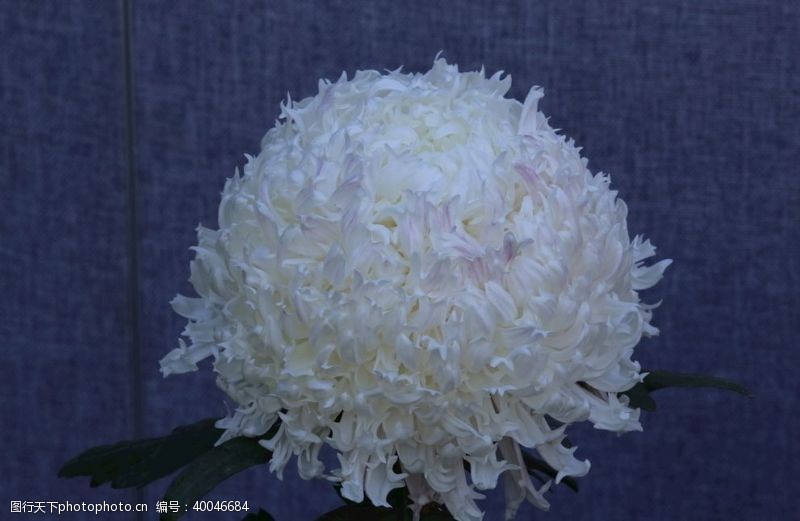 菊科花卉菊花图片