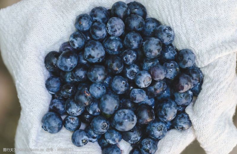 种树蓝莓图片