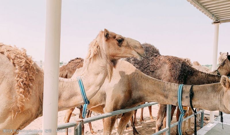 迪拜骆驼图片