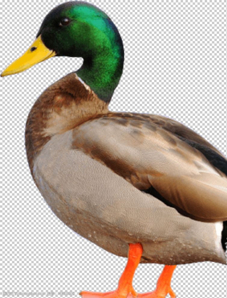绿底设计绿头鸭图片