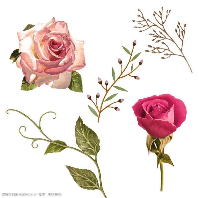 玫瑰花素材玫瑰图片
