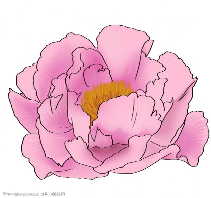彩绘花卉牡丹插画图片