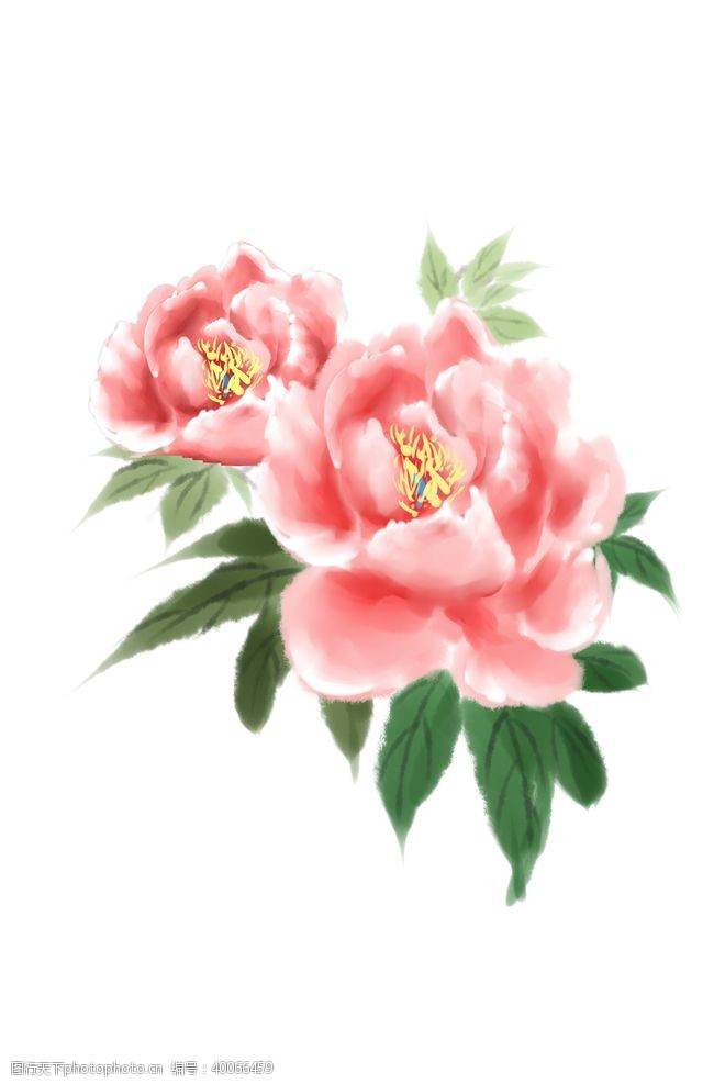 彩绘花卉牡丹水彩插画图片