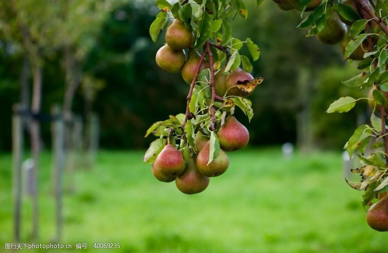 果园果树苹果园图片