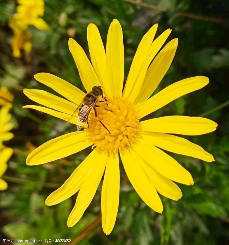 春天景色勤劳的小蜜蜂图片