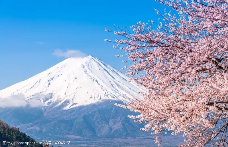 日本樱花日本风光图片