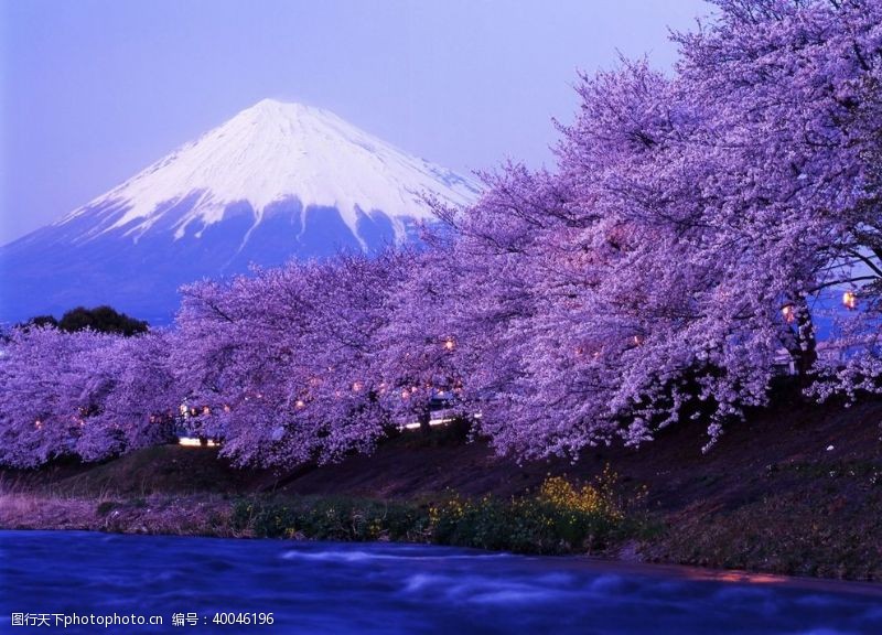 樱花日本风光图片