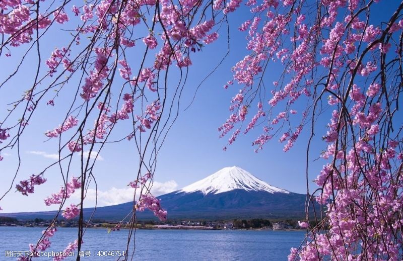 樱花旅游日本风光图片