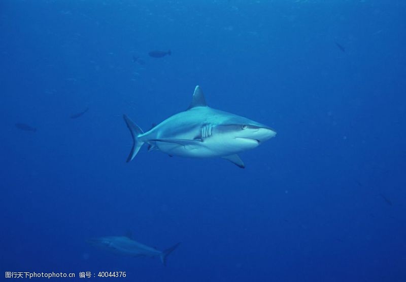 深水鱼鲨鱼图片