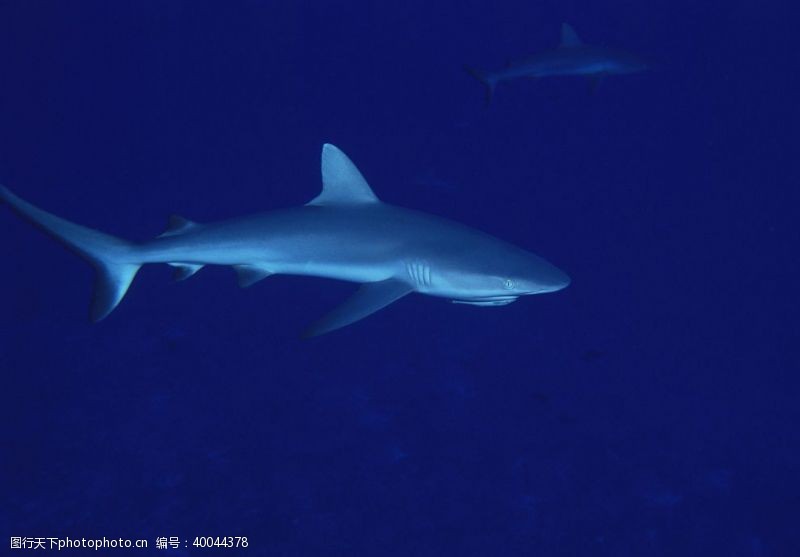 热带鱼鲨鱼图片