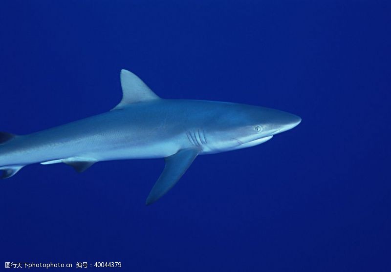 大白鲨鲨鱼图片