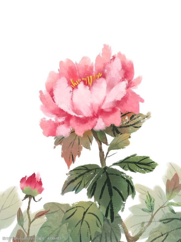 彩绘花卉手绘牡丹插画图片
