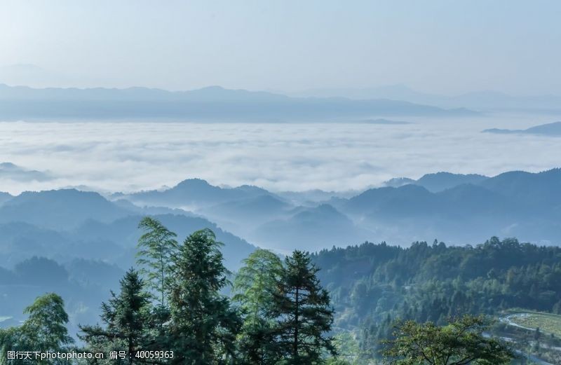 云雾树林图片