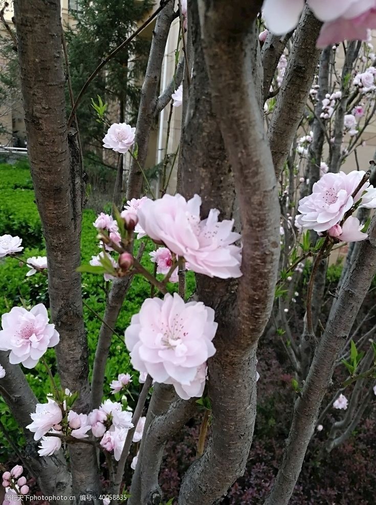 春天景色桃花图片