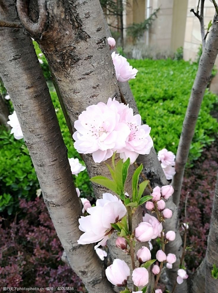 春天景色桃花图片