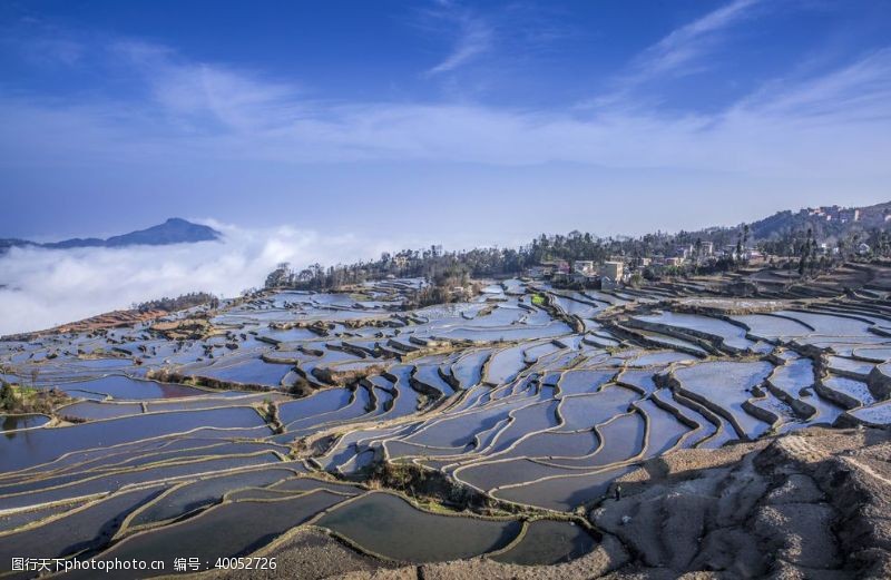 油菜花田梯田图片