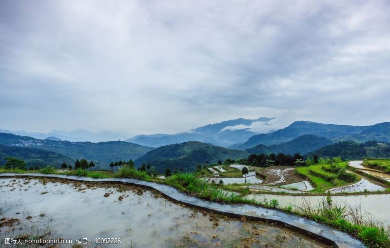 油菜花风景梯田图片