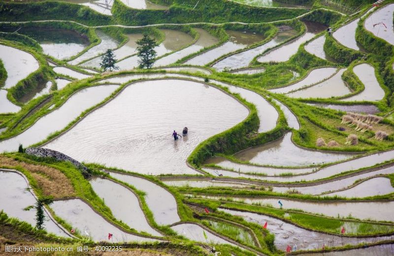 油菜花风景梯田图片