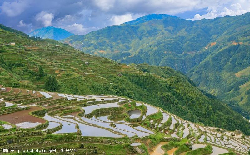 油菜花风景梯田图片