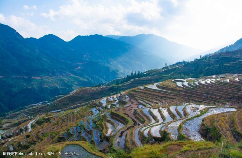 油菜花风景梯田图片