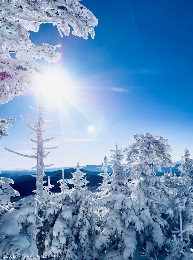 自然景观植物风光雪景图片