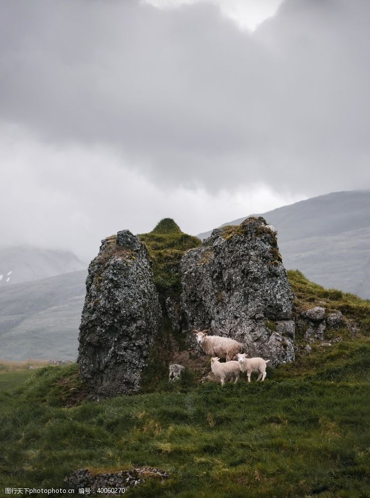 牧羊羊图片