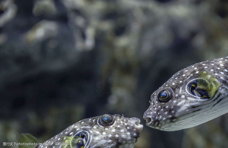 水族世界鱼图片