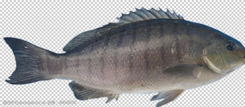 石斑鱼鱼图片