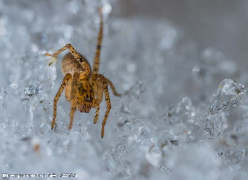 水滴背景蜘蛛图片