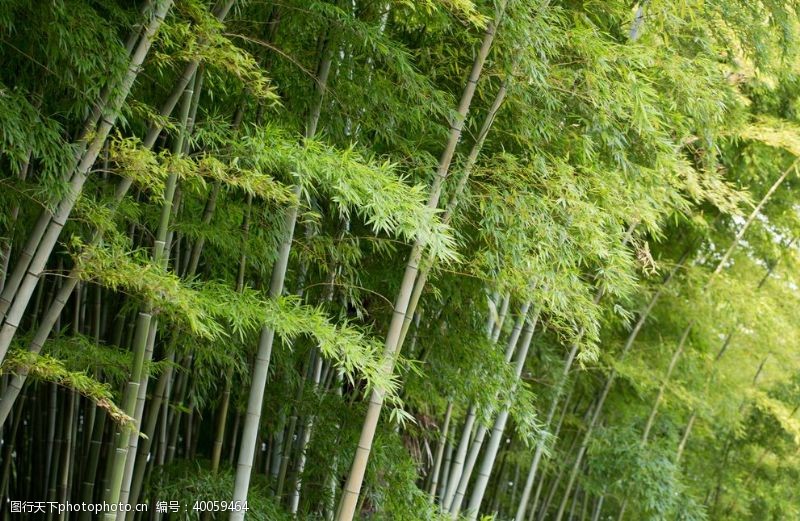 竹子竹林图片