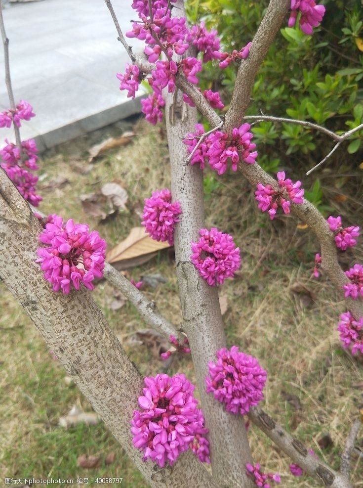 春天景色紫荆花图片