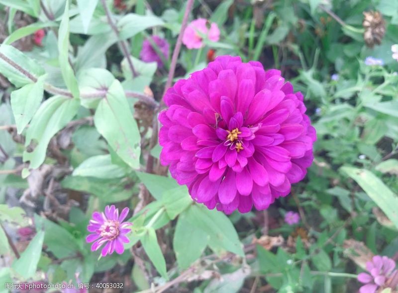 漂亮紫色花图片