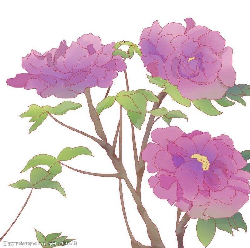 手绘牡丹紫色牡丹插画图片
