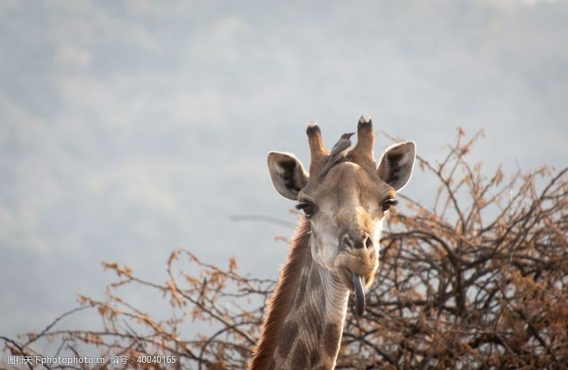 热带雨林长颈鹿图片