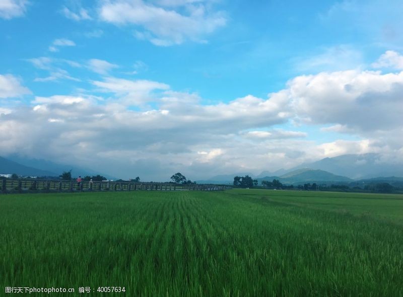 绿的稻田图片