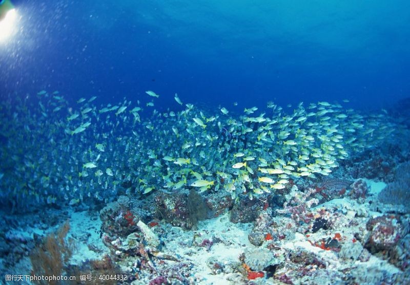 深水鱼海底的弋的鱼群图片