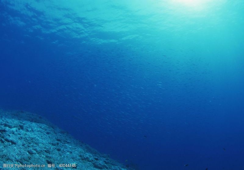 海底深处海底的弋的鱼群图片