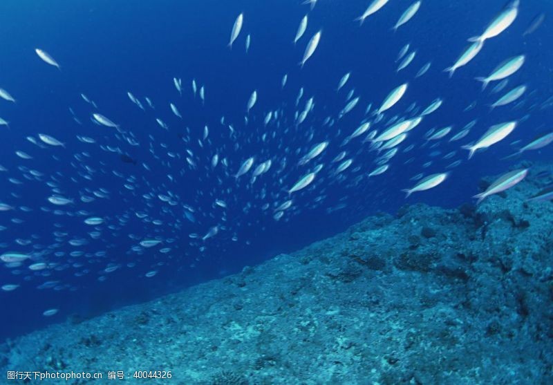 深水鱼海洋里面的鱼群图片