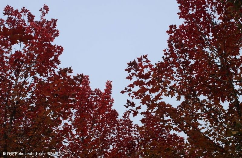 枫叶红枫树林秋天风景美景树叶图片